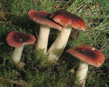 Schwarzroter Speitäubling, Foto 5