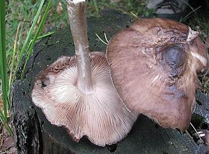 Schwarzschneidiger Dachpilz, Foto 2