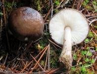 Schwarzschneidiger Dachpilz, Foto 7