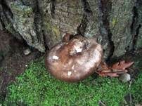 Schwarzschneidiger Dachpilz, Foto 10