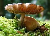 Schwarzschneidiger Dachpilz, Foto 11