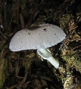 Schwarzschuppiger Faltenschirmling, Foto 3
