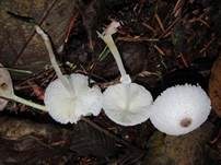 Schwarzschuppiger Faltenschirmling, Foto 12