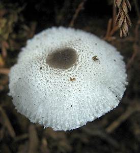 Schwarzschuppiger Faltenschirmling, Foto 5