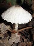 Schwarzschuppiger Faltenschirmling, Foto 8
