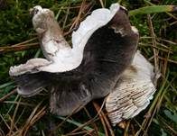 Schwarzschuppiger Erdritterling, Foto 5