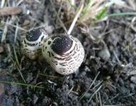 Schwarzschuppiger Schirmling, Foto 7