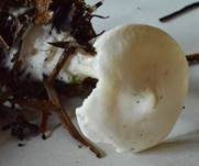 Bleiweißer Firnistrichterling, Foto 12