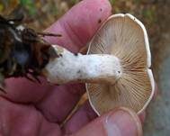 Bleiweißer Firnistrichterling, Foto 13