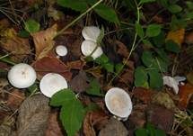 Bleiweißer Firnistrichterling, Foto 15