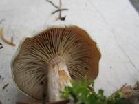 Bleiweißer Firnistrichterling, Foto 17