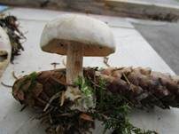 Bleiweißer Firnistrichterling, Foto 19