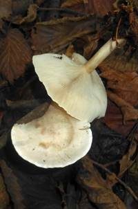 Bleiweißer Firnistrichterling, Foto 4