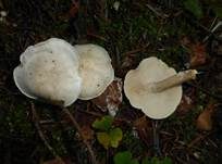 Bleiweißer Firnistrichterling, Foto 22