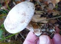 Bleiweißer Firnistrichterling, Foto 23
