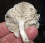 Bleiweißer Firnistrichterling, Foto 24
