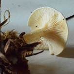 Bleiweißer Firnistrichterling, Foto 28