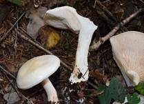 Bleiweißer Firnistrichterling, Foto 35