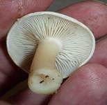 Bleiweißer Firnistrichterling, Foto 37