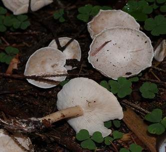 Bleiweißer Firnistrichterling, Foto 6