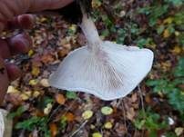 Bleiweißer Firnistrichterling, Foto 45
