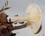 Bleiweißer Firnistrichterling, Foto 56