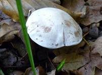 Bleiweißer Firnistrichterling, Foto 57