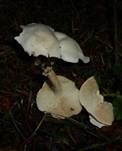 Bleiweißer Firnistrichterling, Foto 58