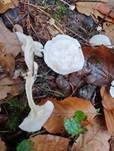 Bleiweißer Firnistrichterling, Foto 61