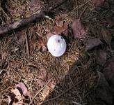 Bleiweißer Firnistrichterling, Foto 8