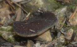 Schwarzweiße Scheibenlorchel, Foto 6