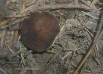 Schwarzweiße Scheibenlorchel, Foto 8