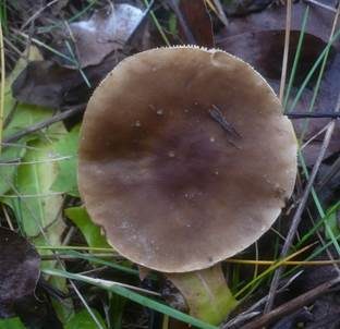 Schwarzweißer Weichritterling, Foto 4