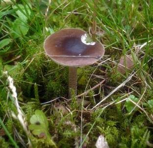 Schwarzweißer Weichritterling, Foto 6