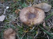 Schwarzweißer Weichritterling, Foto 7