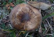 Schwarzweißer Weichritterling, Foto 9