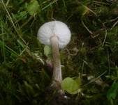 Schwarzweißer Weichritterling, Foto 11