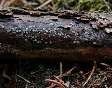 Schwarzweißes Filzbecherchen, Foto 3