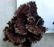 Blumenartiger Erdwarzenpilz, Foto 4