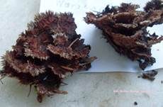 Blumenartiger Erdwarzenpilz, Foto 5