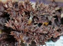Blumenartiger Erdwarzenpilz, Foto 6