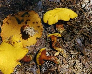Schwefelgelber Holzröhrling, Foto 3