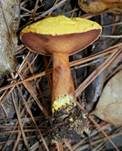 Schwefelgelber Holzröhrling, Foto 7