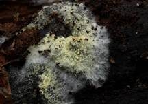 Schwefelgelber Rindenpilz, Foto 7