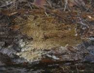 Schwefelgelber Rindenpilz, Foto 8