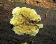 Schwefelgelber Rindenpilz, Foto 9