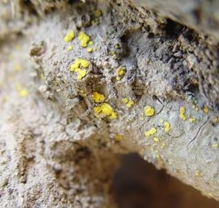 Schwefelgelbes Kernpilz-Becherchen, Foto 3