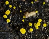 Schwefelgelbes Kernpilz-Becherchen, Foto 6
