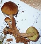 Schwefelkopfähnlicher Schüppling, Foto 8