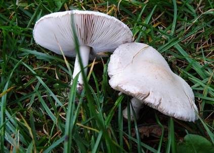 Seidiger Egerlingsschirmling, Foto 2